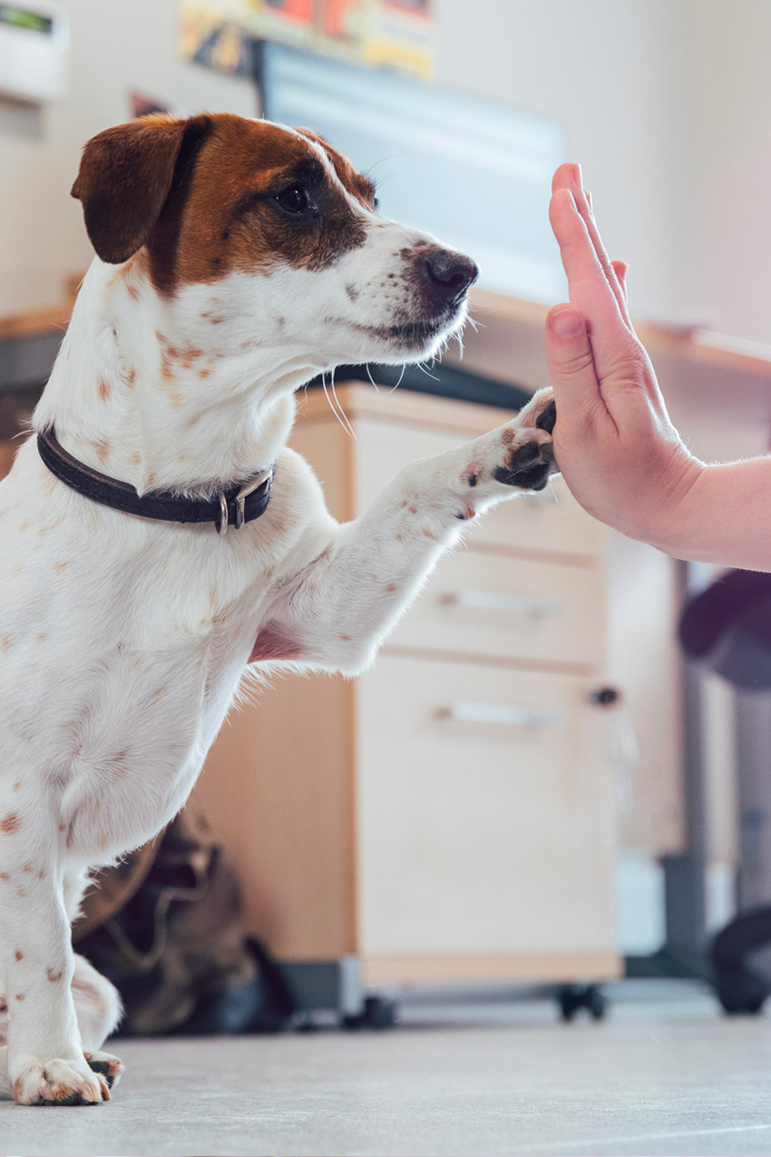 Dog having a high five with human