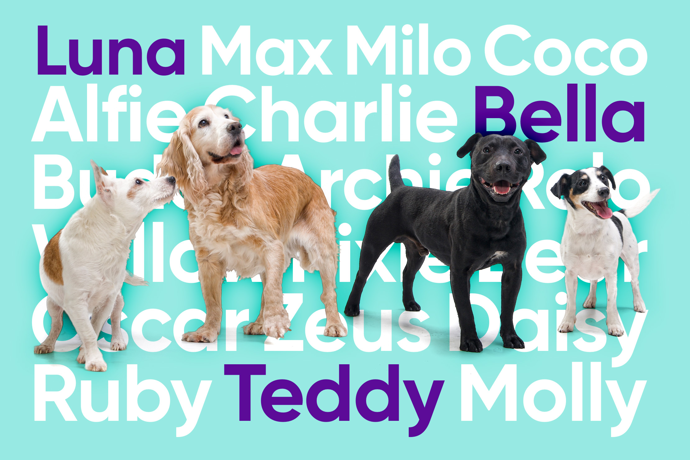 What Is The Most Common Dog Name In The Uk