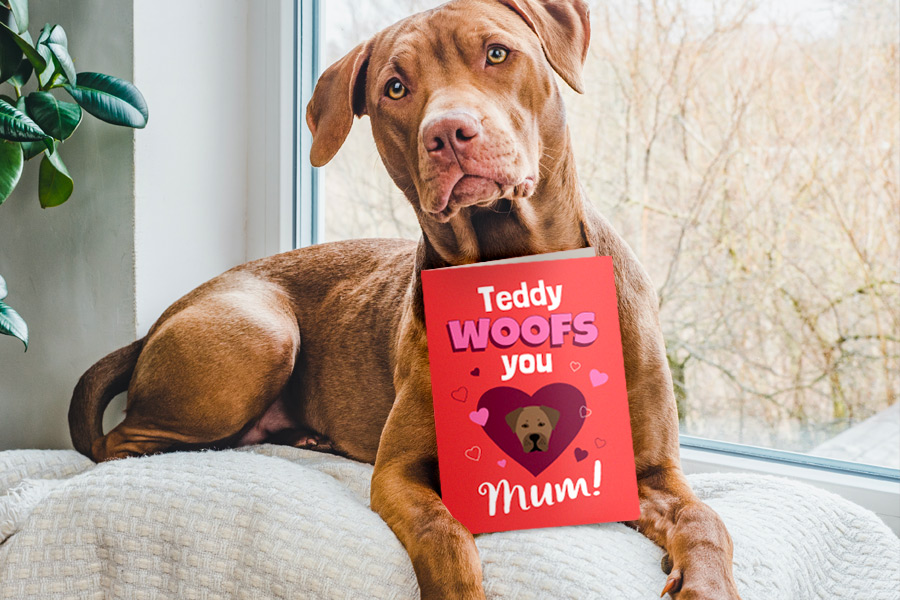 Teddy posing with a Personalised Card