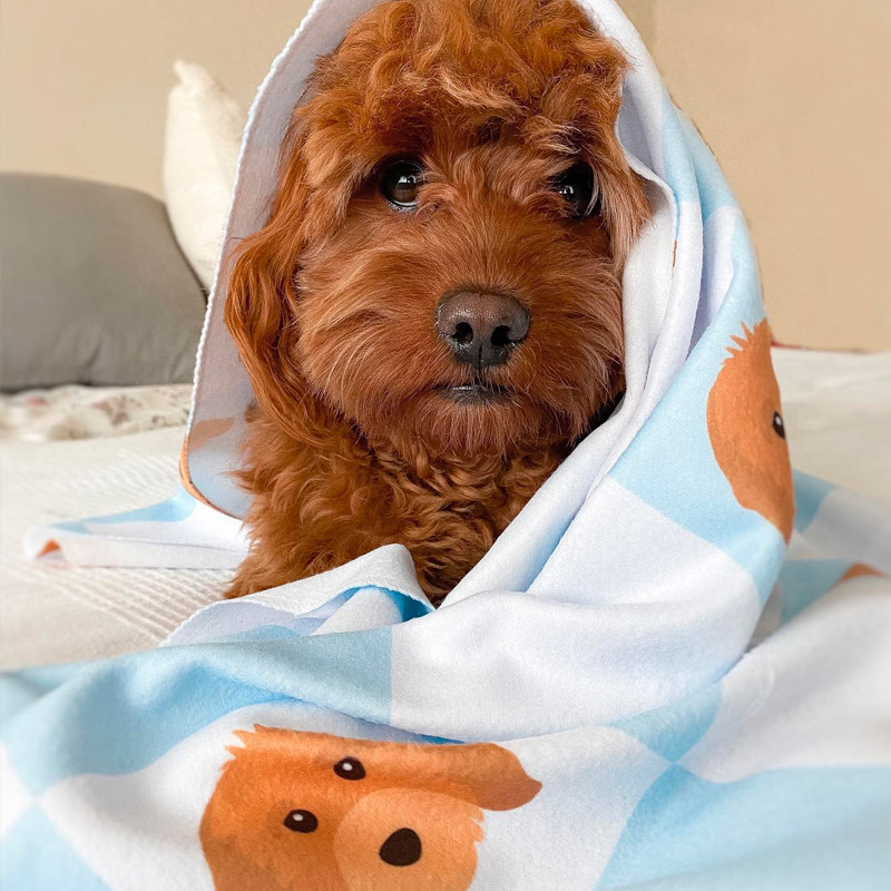 Cute dog wrapped in a personalised yappy blanket