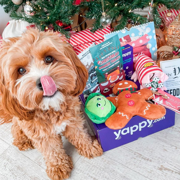 Dog enjoying Christmas Toys and Treats