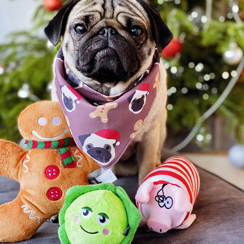 A pug with a collection of Christmas toys