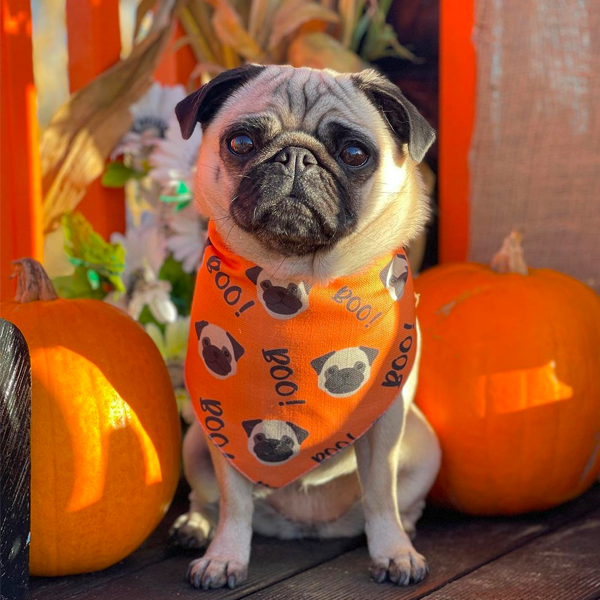 Pug wearing his personalised halloween bandana