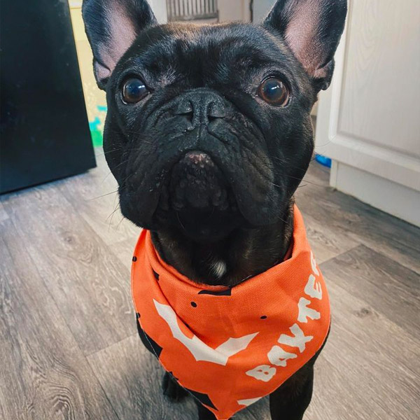 french bulldog wearing his personalised halloween bandana