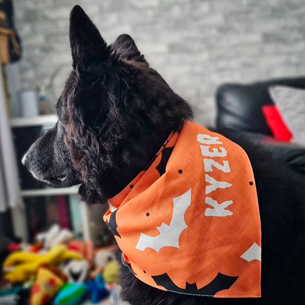 dog wearing his personalised halloween bat bandana