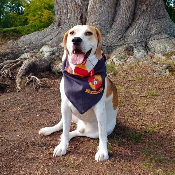 beagle wearing Harry Pawter Bandana