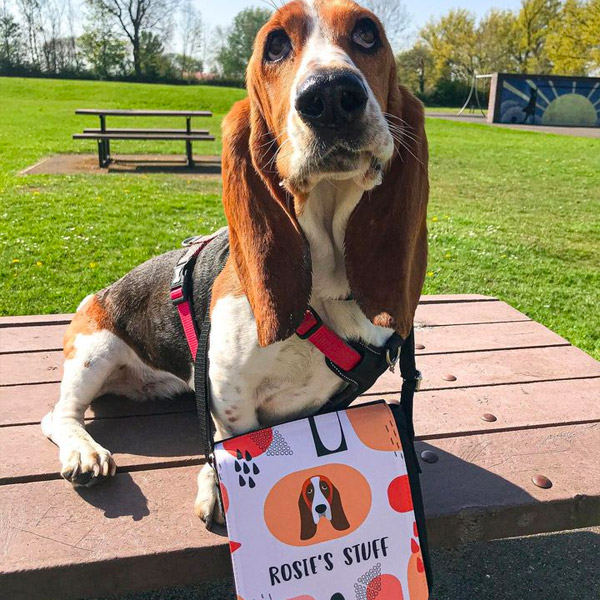 Beagle in the park with her personalised walking bag 