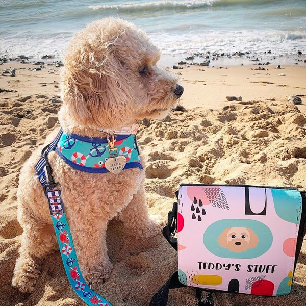 Cavapoochon with her personalised walking bag on the beach