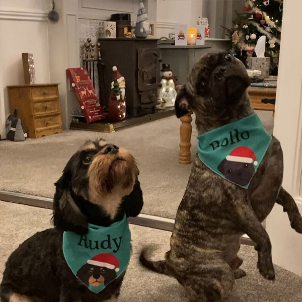 Two Cute Dogs wearing Christmas Bandanas