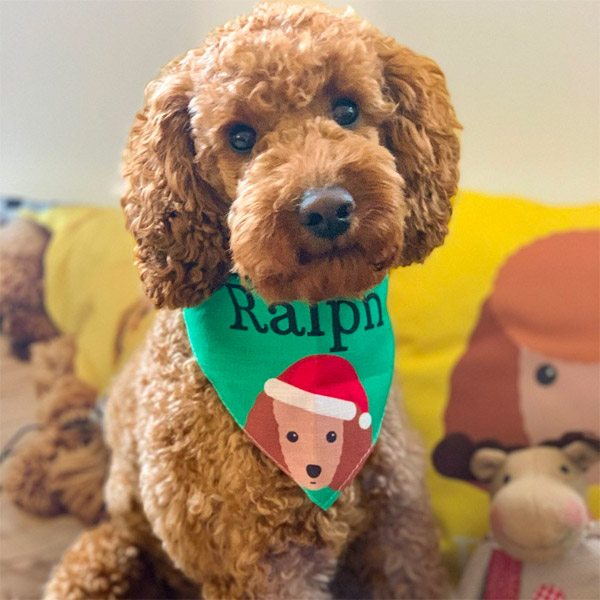 Mini Poodle wearing Christmas Bandana