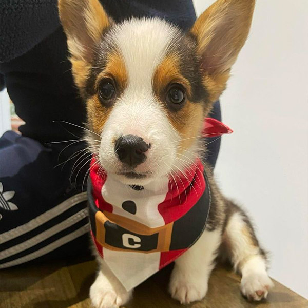 Corgi wearing his santa paws Christmas Dog Bandana