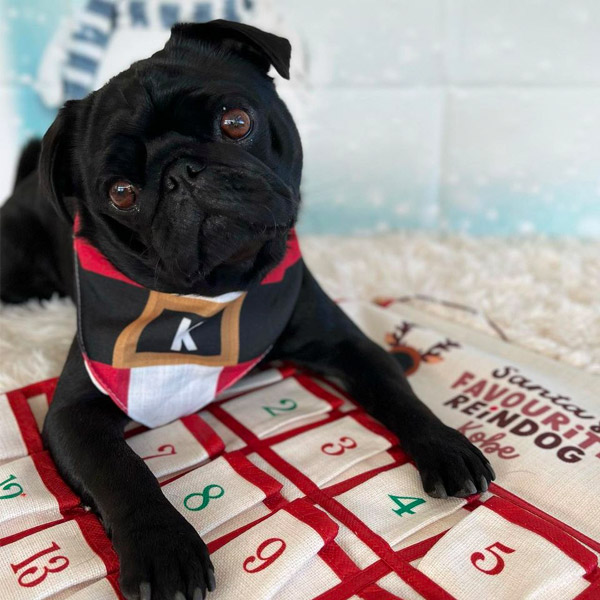 Black Pug wearing his santa paws Christmas Dog Bandana