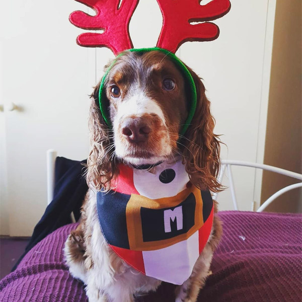 Maisie the springer wearing her santa paws Christmas Dog Bandana