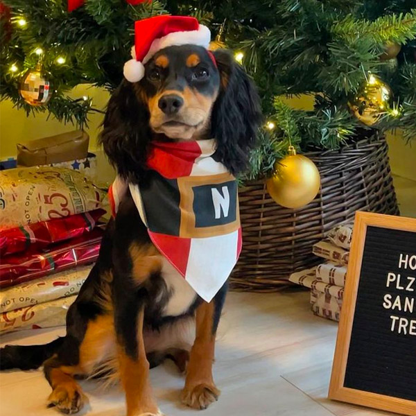 @nalathetricocker wearing her santa paws Christmas Dog Bandana