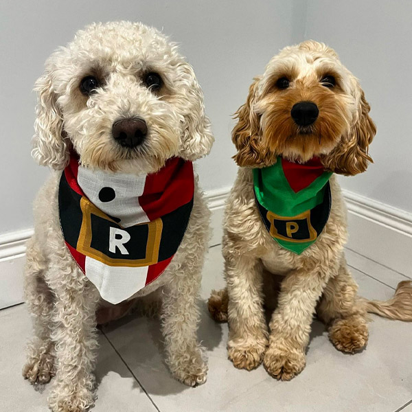 Doodle siblings wearing personalised christmas dog bandanas