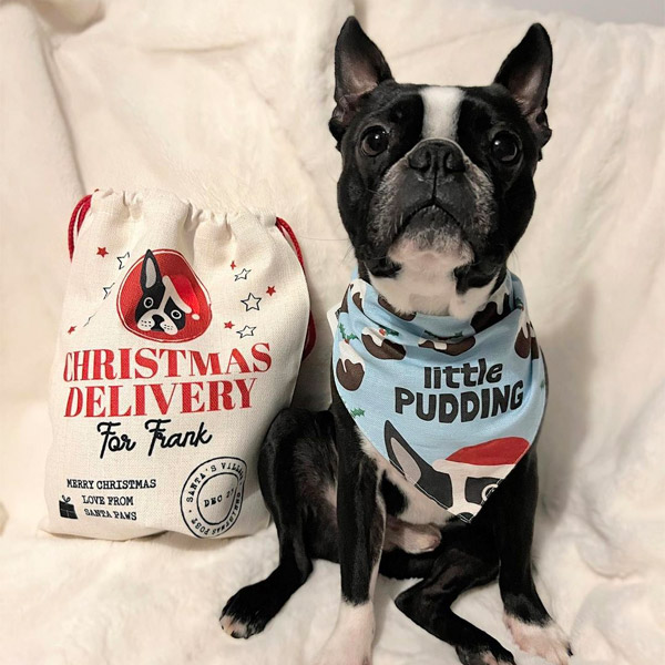 Boston terrier in his personalised Christmas bandana