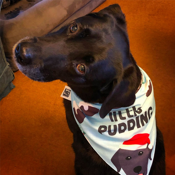 Labrador in his personalised Christmas bandana