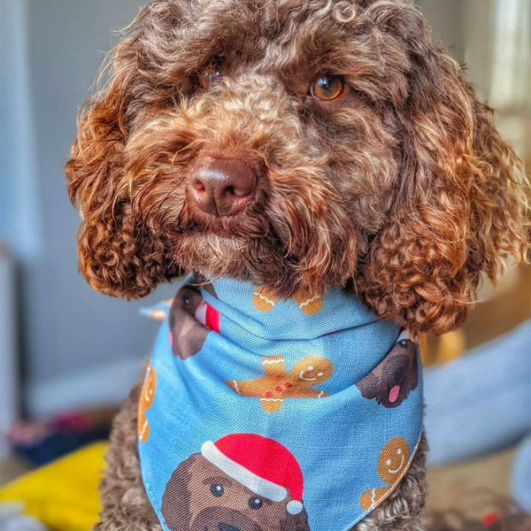 labradoodle wearing Personalised Dog Gingerbread-Man Bandana
