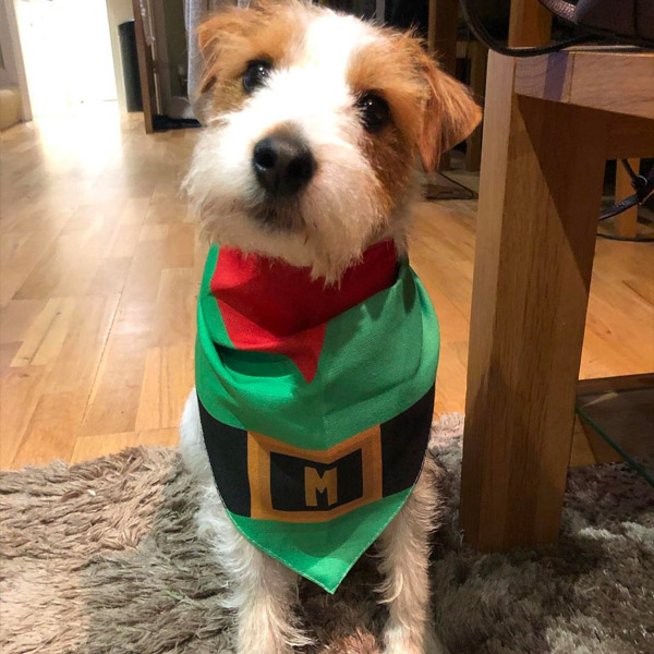 Cute fluffy dog wearing his christmas elf bandana