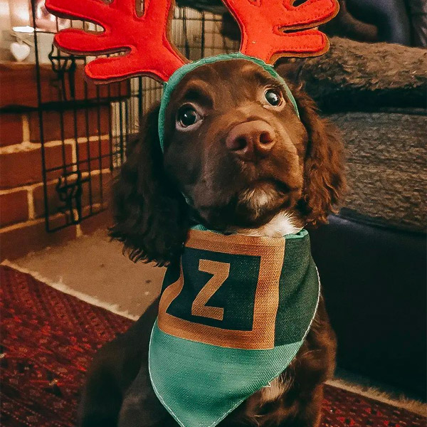 Sprocker wearing their christmas elf dog bandana