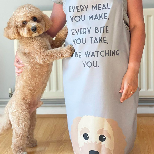 Teddy the Cavapoochon admiring his owners apron featuring his personalised Icon