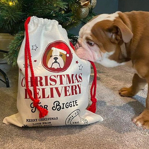 Biggie the Bulldog with a Personalised Santa Sack