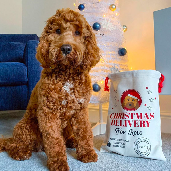 Rolo the Cockapoo with a Personalised Santa Sack