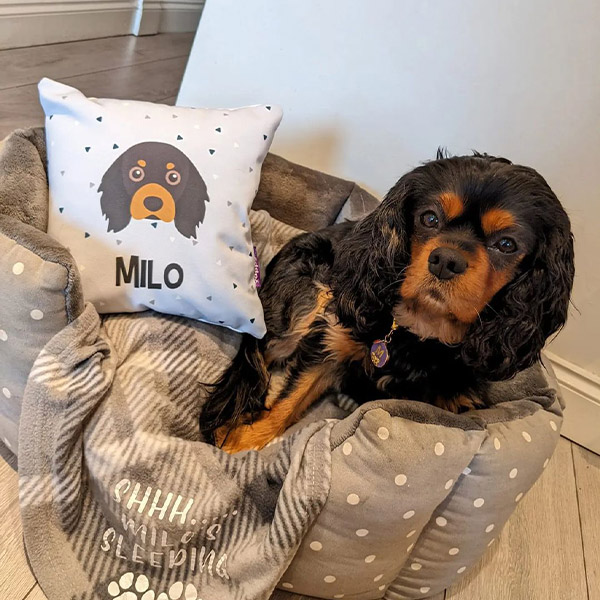 Cavalier King Charles Spaniel with personalised Yappy Pattern Cushion 