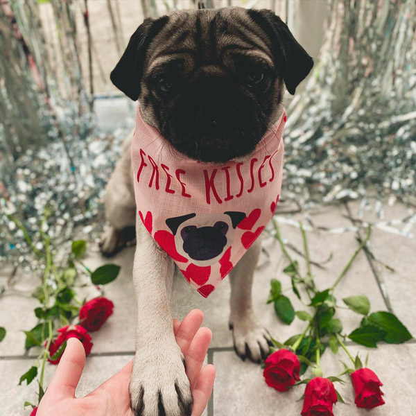 Pug wearing his personalised 'free kisses' bandana