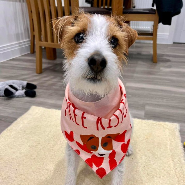 jack russell terrier wearing her personalised 'free kisses' bandana