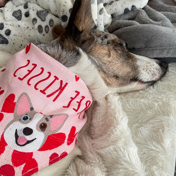 jack russell terrier wearing his personalised 'free kisses' bandana
