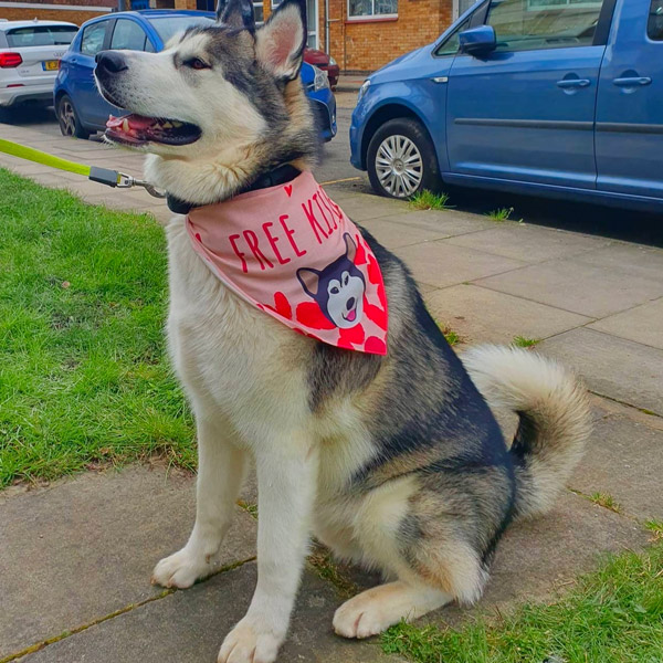 husky wearing his personalised 'free kisses' bandana