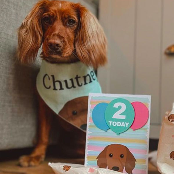 Cocker Spaniel celebrating with his personalised birthday card