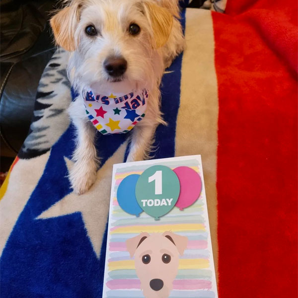 Russell Terrier celebrating with his personalised birthday card