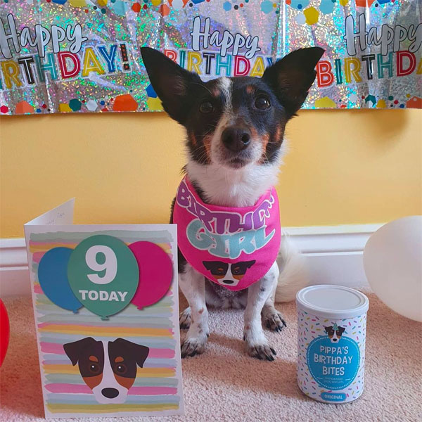 Jack Russell Terrier celebrating with her personalised birthday card