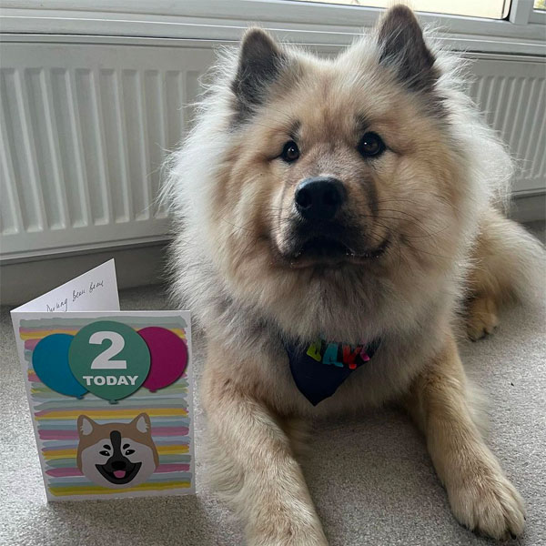 Chow Chow celebrating with his personalised birthday card