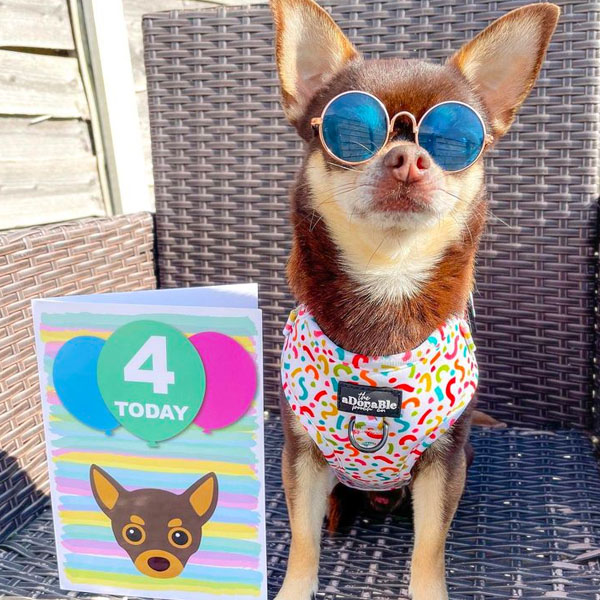 Chihuahua celebrating with his personalised birthday card