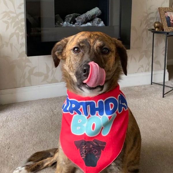rescue dog wearing his personalised birthday boy bandana