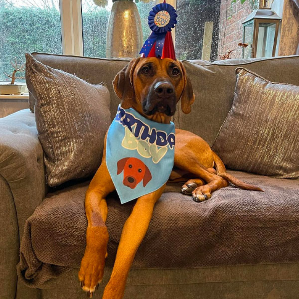 Hound wearing his personalised birthday boy bandana