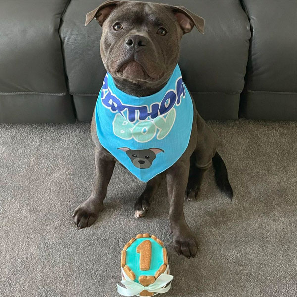 Bulldog wearing his personalised birthday boy bandana