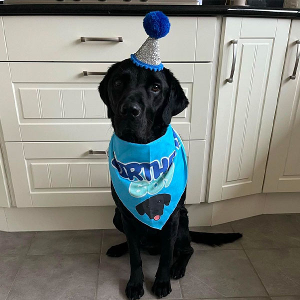 Labrador wearing his personalised birthday boy bandana
