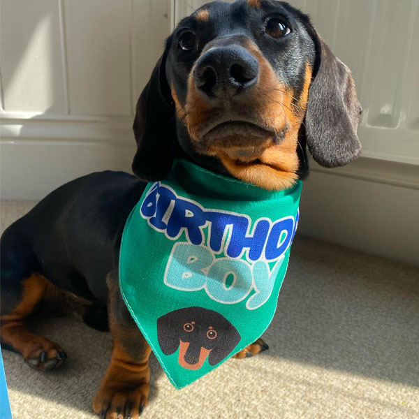 Dachshund Sausage dog wearing his personalised birthday boy bandana