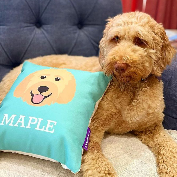 Maple with a Personalised Yappicon Cushion