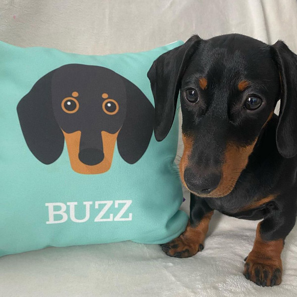 Buzz sitting with a Personalised Yappicon Cushion