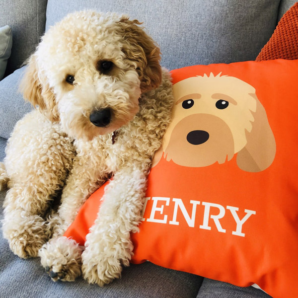 Henry with a Personalised Yappicon Cushion