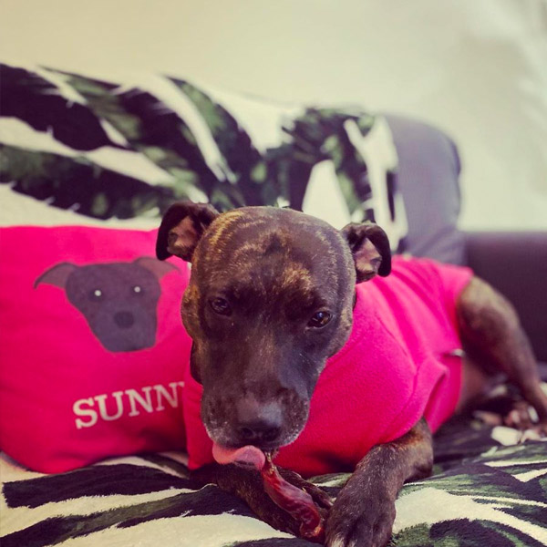 Staffy with a Personalised Icon Cushion