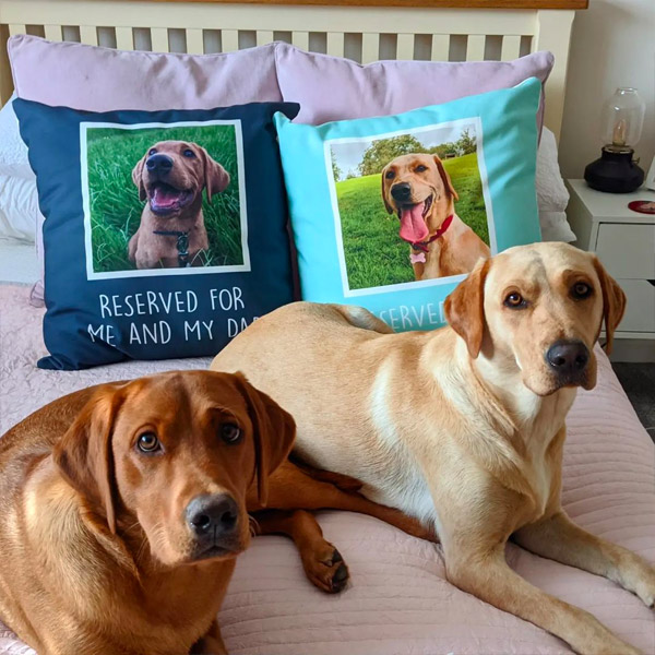 the dogs and their personalised photo upload cushions