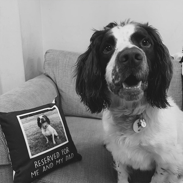 spaniel posing with the fathers day gift he's giving his dad