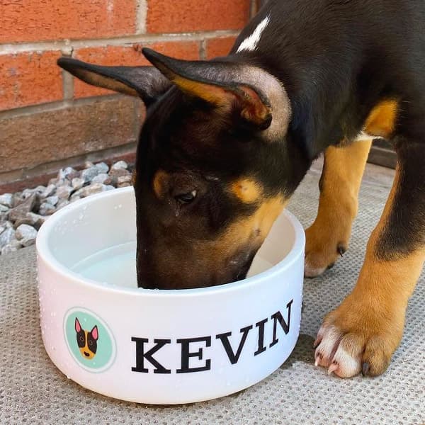 Kevin drinking from his Personalised Dog Bowl