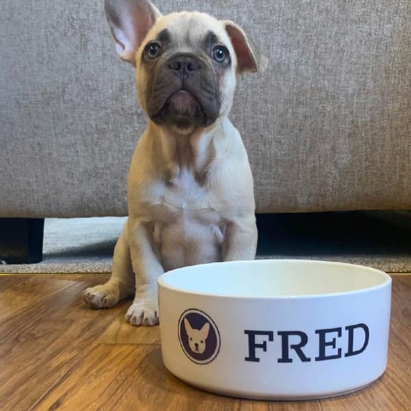 Fred proudly sat next to his Personalised Dog Bowl